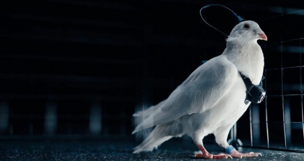 کبوترهای سایبورگ